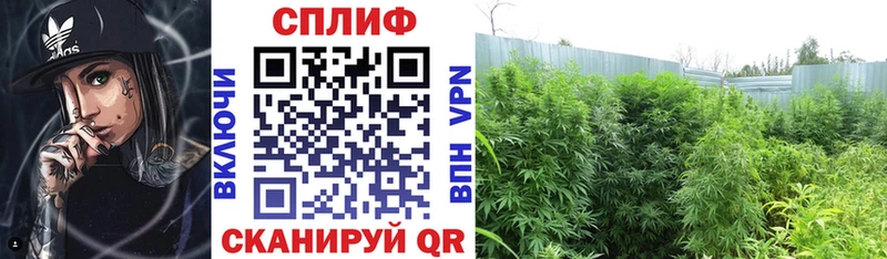 Бошки Шишки семена  Новомичуринск 